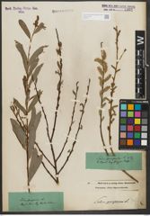 Foto von Salix purpurea L.